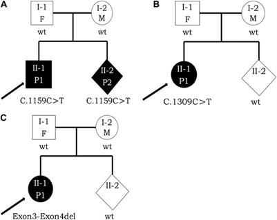 Identification of two novel and one rare mutation in DYRK1A and prenatal diagnoses in three Chinese families with intellectual Disability-7